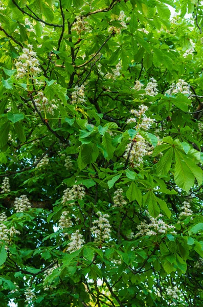 Ramas de castaño floreciente. Flores de castaño blanco fotografiadas sobre el fondo de hojas verdes exuberantes . — Foto de Stock