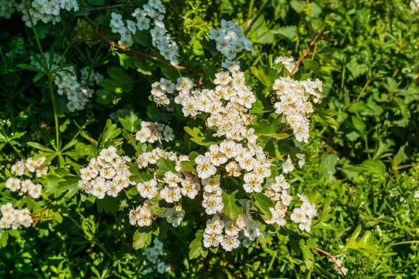 Vorfrühling. weiße Trauben von Weißdornblüten. — Stockfoto
