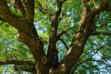 Şehir Parkı içinde kül büyük yayılan taç.