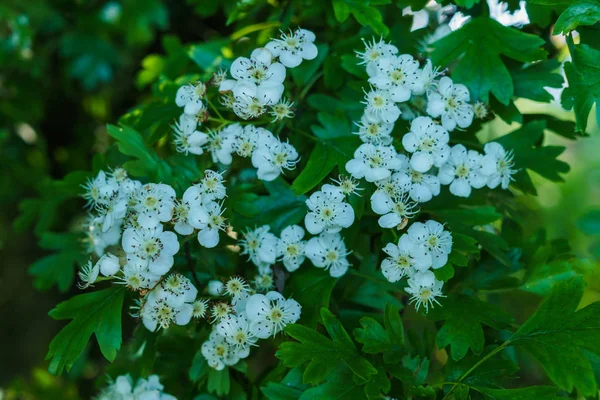 Early spring. White clusters of hawthorn flowers. — Stock Photo, Image