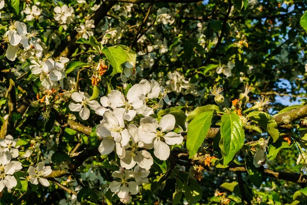 Цветы яблока на ветке против голубого неба. . — стоковое фото