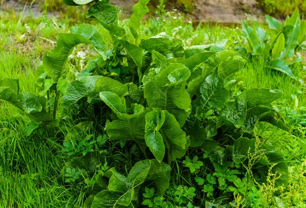 A bush of green leaves of horseradish in the garden in the village — Stock Photo, Image