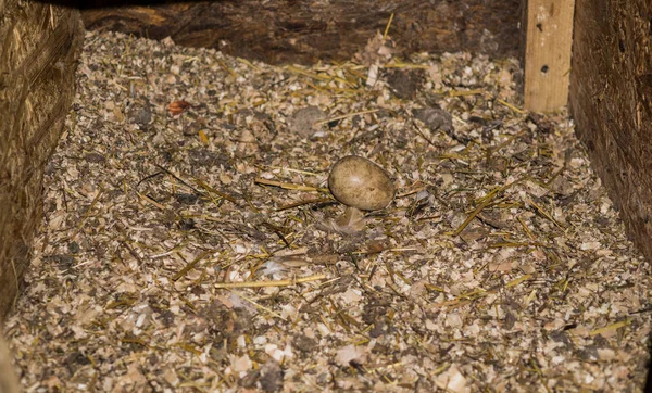 Caixa com serragem onde as galinhas põem ovos . — Fotografia de Stock