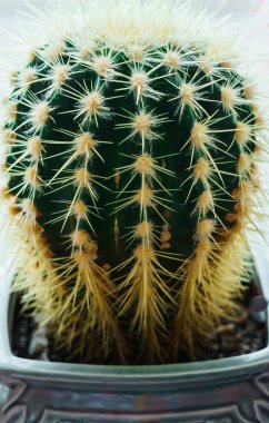 Saksıyı daire pencere üzerinde güzel kaktüs.