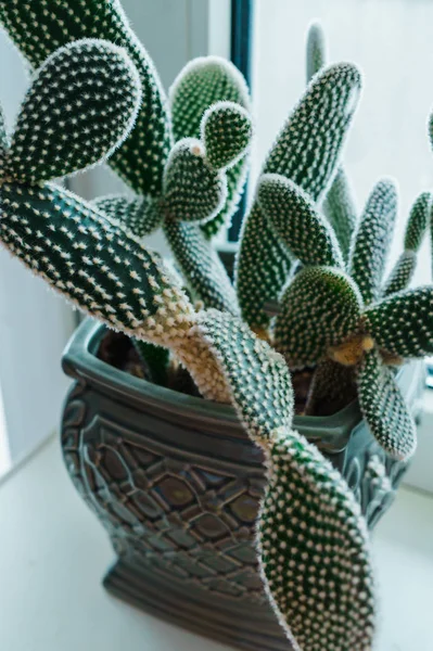 Vackra kaktus i en blomkruka på fönsterbrädan i lägenheten. — Stockfoto