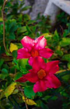 Kırmızı Mandeville çan şekilli huni Çiçek bahçesinde açık havada.