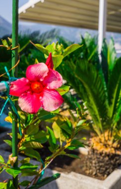 Kırmızı Mandeville çan şekilli huni Çiçek bahçesinde açık havada.