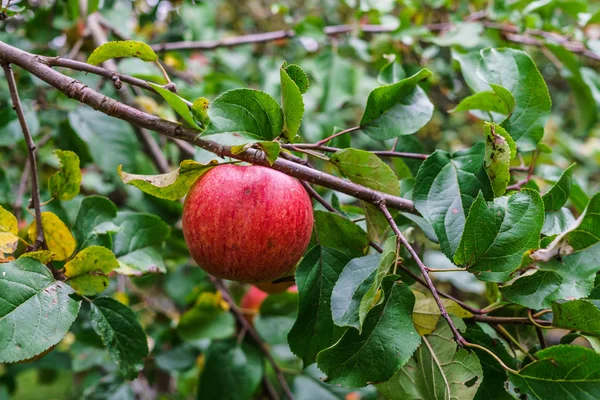 Ramo de macieiras dobrando sob o peso da fruta. Pomar de outono. — Fotografia de Stock