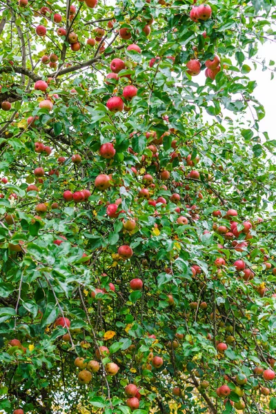 Grenar av apple träd som böjer sig under tyngden av frukter i trädgården. — Stockfoto
