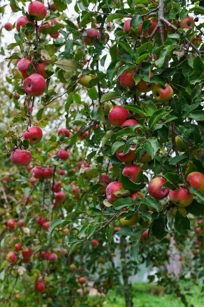 Ветви яблонь сгибаются под тяжестью фруктов в саду . — стоковое фото