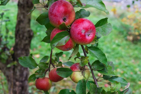 Ветви яблонь сгибаются под тяжестью фруктов в саду . — стоковое фото
