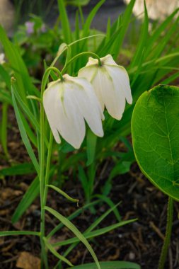 Beyaz destek alba çim. Çayır çiçek.