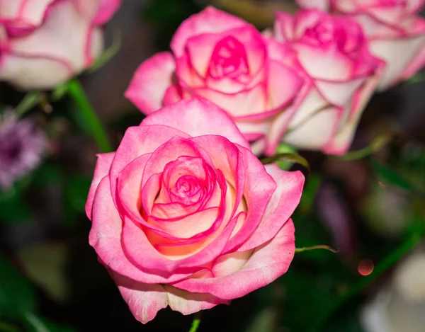 五颜六色, 美丽, 精致的花朵玫瑰在花园中. — 图库照片