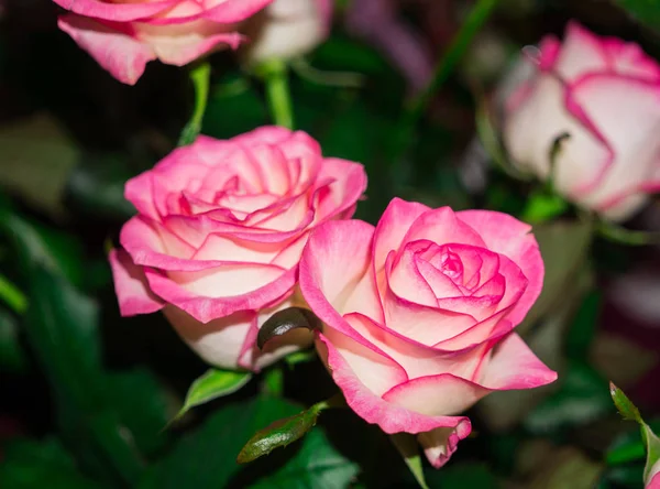 五颜六色, 美丽, 精致的花朵玫瑰在花园中. — 图库照片