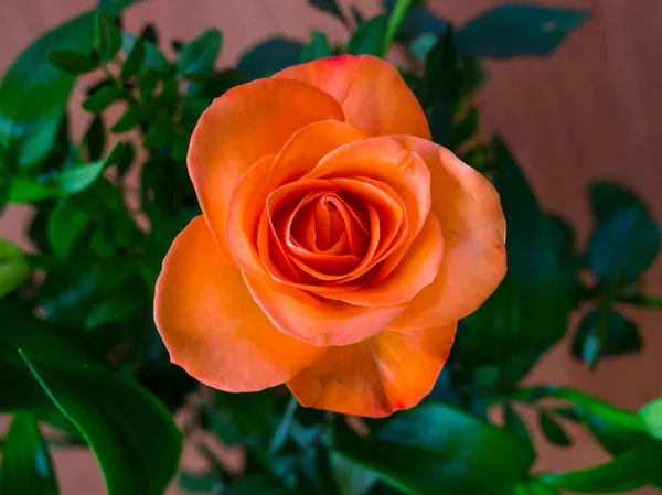 Colorido, bonito, delicado flor subiu no jardim . — Fotografia de Stock