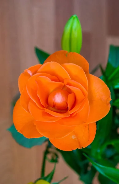 Kolorowy, piękny, delikatny kwiat Róża w ogrodzie. — Zdjęcie stockowe
