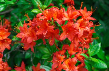 Üstten Görünüm kırmızı Perulu Lily çiçek. Alstroemeria.