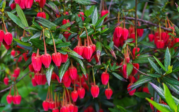 Örökzöld cserje, lenyűgöző, világos piros, szokatlanul világos rózsaszín virágok tavasszal és nyáron. Chili lámpa fa. — Stock Fotó
