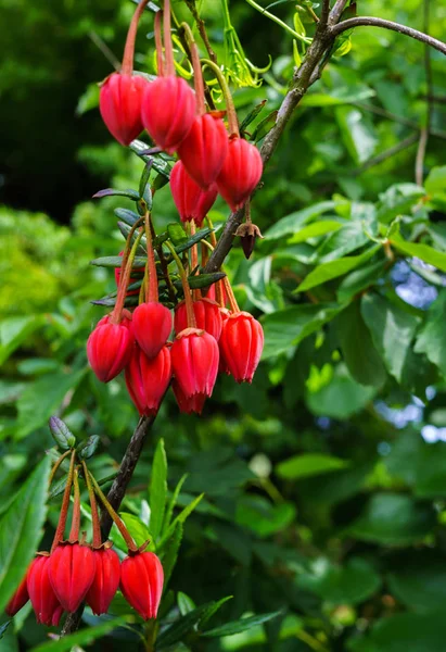 Örökzöld cserje, lenyűgöző, világos piros, szokatlanul világos rózsaszín virágok tavasszal és nyáron. Chili lámpa fa. — Stock Fotó