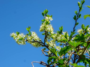 Bahçedeki erken baharda çiçek açan kiraz Erik dalları.