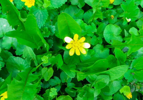 Flores amarelas Ficaria verna, com folhas verdes na primavera. Fundo de primavera de flores. Primeiras flores amarelas primavera . — Fotografia de Stock