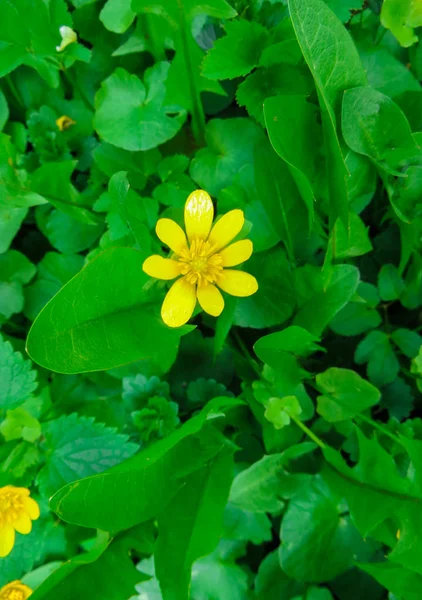 노란색 꽃 Ficaria 베르나, 녹색 잎 봄에서. 봄 꽃의 배경입니다. 첫 번째 노란 봄 꽃. — 스톡 사진