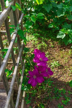 bahçede güzel brigth mor akasma çiçek.