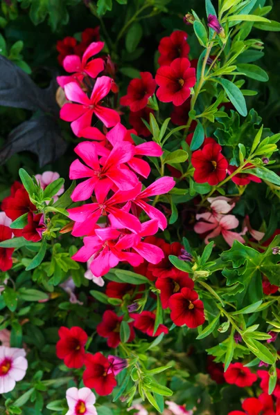 Kaunis monivärinen pelargonium kukkapenkkiin — kuvapankkivalokuva