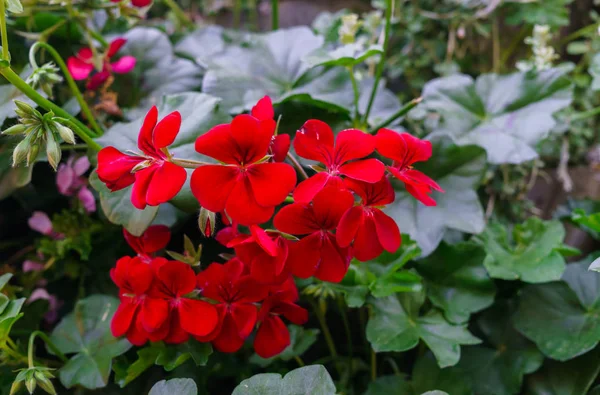 Ein schönes buntes Pelargonien auf einem Blumenbeet — Stockfoto