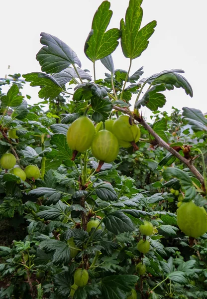 Verse, groene kruisbessen. Rijpe kruisbessen In de Fruit-tuin — Stockfoto
