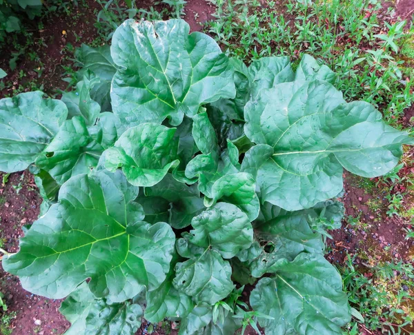 Un arbusto de hojas de ruibarbo, en una cama de jardín . —  Fotos de Stock