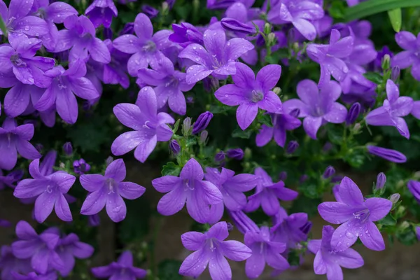 Blue or violet flowers bells in stone pot. Campanula blossom close up. — Stock Photo, Image
