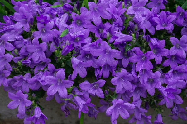 Blå eller violetta blommor klockor i sten kruka. Campanula blossom närbild. — Stockfoto