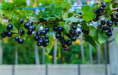 Güzel, lezzetli blackcurrant çilek dal.