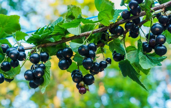 Hermosas y deliciosas bayas de grosella negra en una rama . —  Fotos de Stock