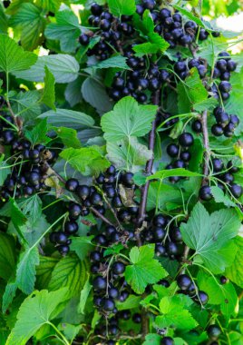 Siyah frenk üzümü çilek Bahçe ile mayınları dalları.