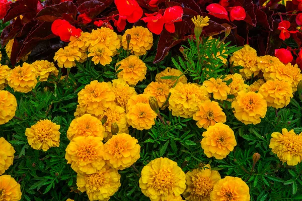 Flower bed with marigold flowers in the sity park. — Stock Photo, Image