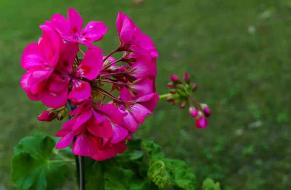 Un hermoso pelargonio rosa en un macizo de flores . —  Fotos de Stock