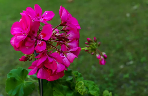 Un hermoso pelargonio rosa en un macizo de flores . — Foto de Stock