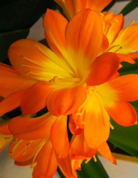 Clivia is a genus of perennial evergreen herbaceous. — Stock Photo, Image