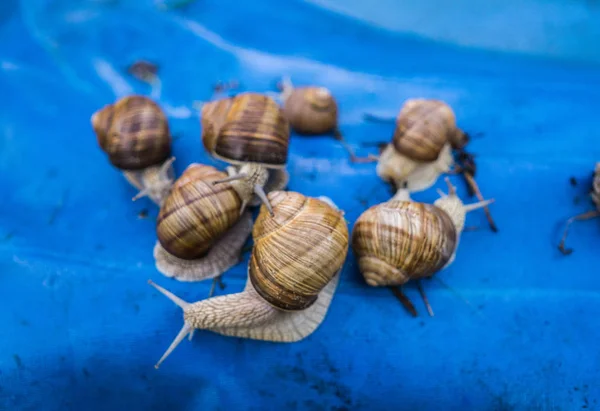 Many grape snails on a piece of blue awning in the garden. — Stock Photo, Image