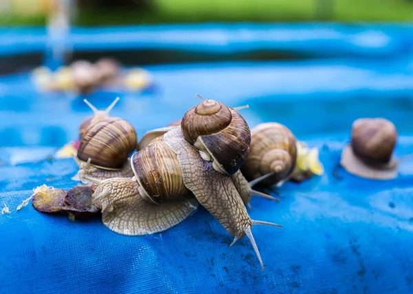 정원에서 파란색 천막의 조각에 많은 포도 달팽이. — 스톡 사진