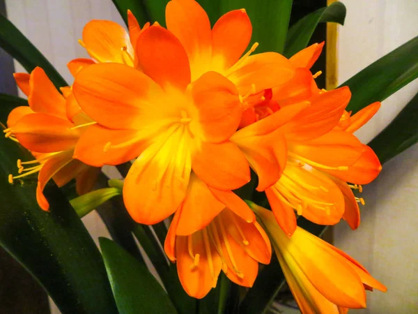 Clivia is a genus of perennial evergreen herbaceous. — Stock Photo, Image