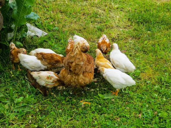 Chicken with chickens eats feed from the feeder. — Stock Photo, Image