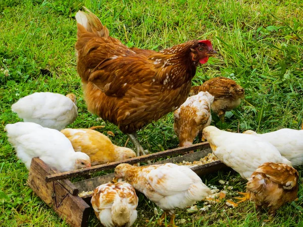 Chicken with chickens eats feed from the feeder.