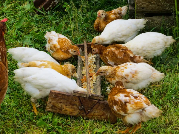 Csirke, a csirkék takarmány az adagoló eszik. — Stock Fotó