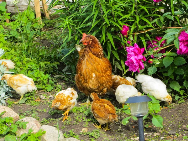 Hühner mit Hühnern auf der Suche nach Futter im Gras im Hof. — Stockfoto
