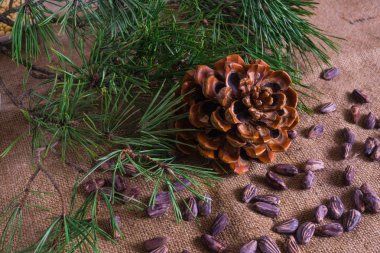 Fındık ile birlikte bir güzel sedir koni.