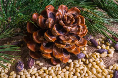 Sedir fındık. Soyulmuş ve sedir koni ile kabuğundaki.