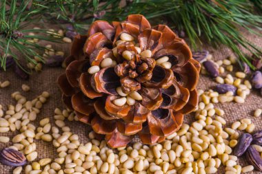 Sedir fındık. Soyulmuş ve sedir koni ile kabuğundaki.